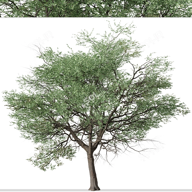 Silver Cluster-Leaf: Set of 2 Terminalia sericea Trees 3D model image 6