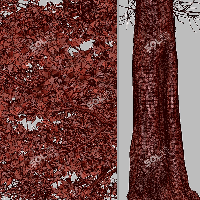 Silver Cluster-Leaf: Set of 2 Terminalia sericea Trees 3D model image 7