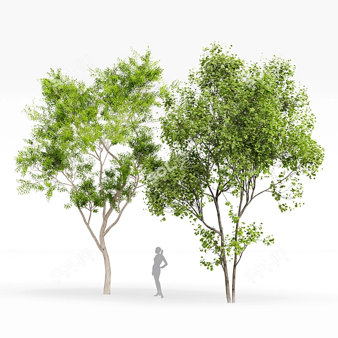 Premium Tree Models: Acer Saccharinum & Corymbia Aparrerinja 3D model image 1