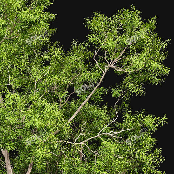 Premium Tree Models: Acer Saccharinum & Corymbia Aparrerinja 3D model image 3