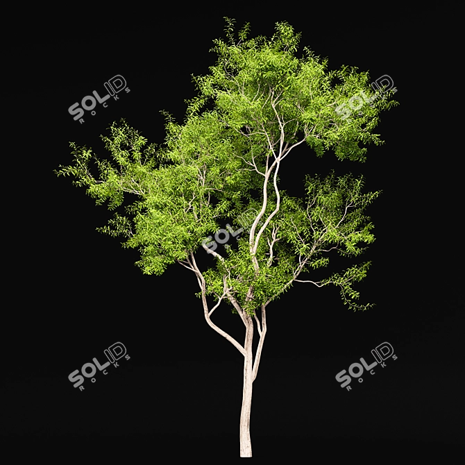 Premium Tree Models: Acer Saccharinum & Corymbia Aparrerinja 3D model image 5