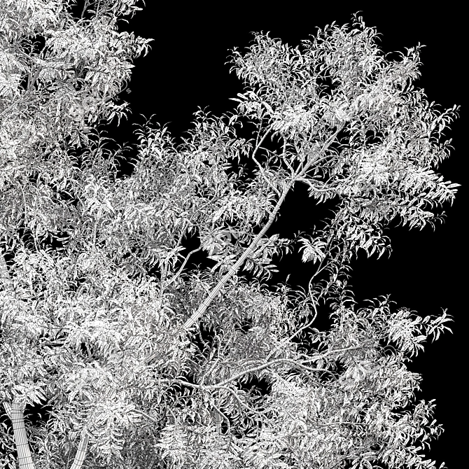 Premium Tree Models: Acer Saccharinum & Corymbia Aparrerinja 3D model image 7