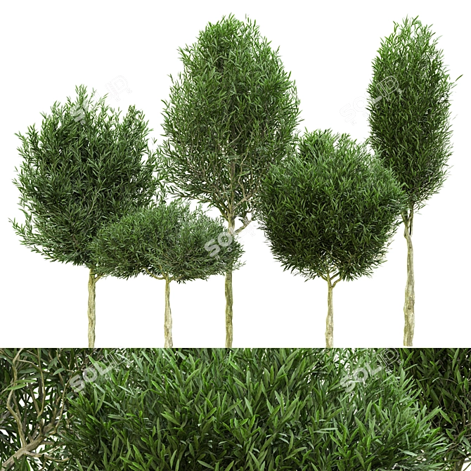 Outdoor Plant Vol. 41 - 2015 Edition 3D model image 1