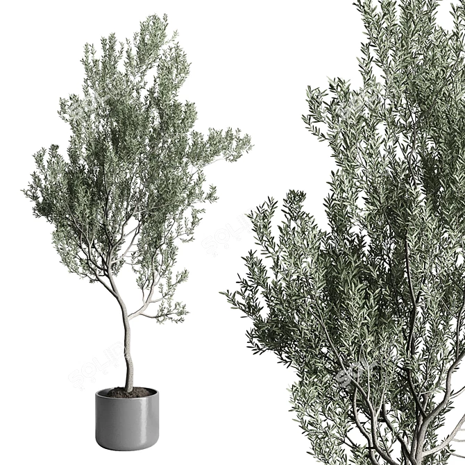 Indoor Olive Tree in Concrete Vase 3D model image 3