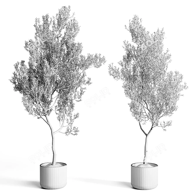 Indoor Olive Tree in Concrete Vase 3D model image 4