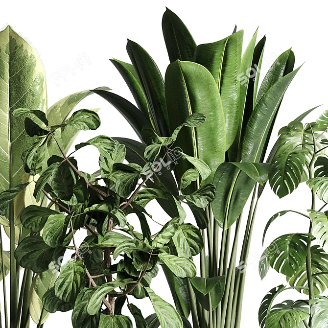 Urban Jungle: Palm, Ficus, & Monstera in Concrete Vase 3D model image 4