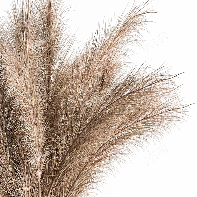 Natural Pampas Grass Bundle Set 3D model image 2