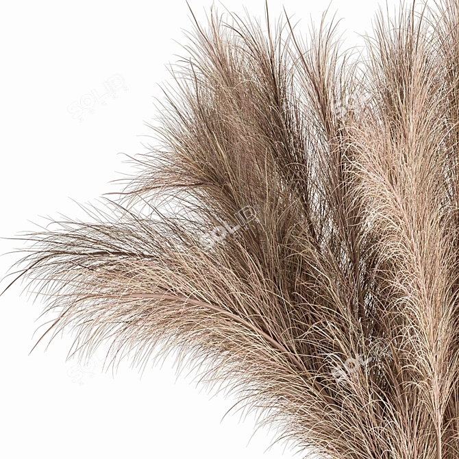 Natural Pampas Grass Bundle Set 3D model image 4