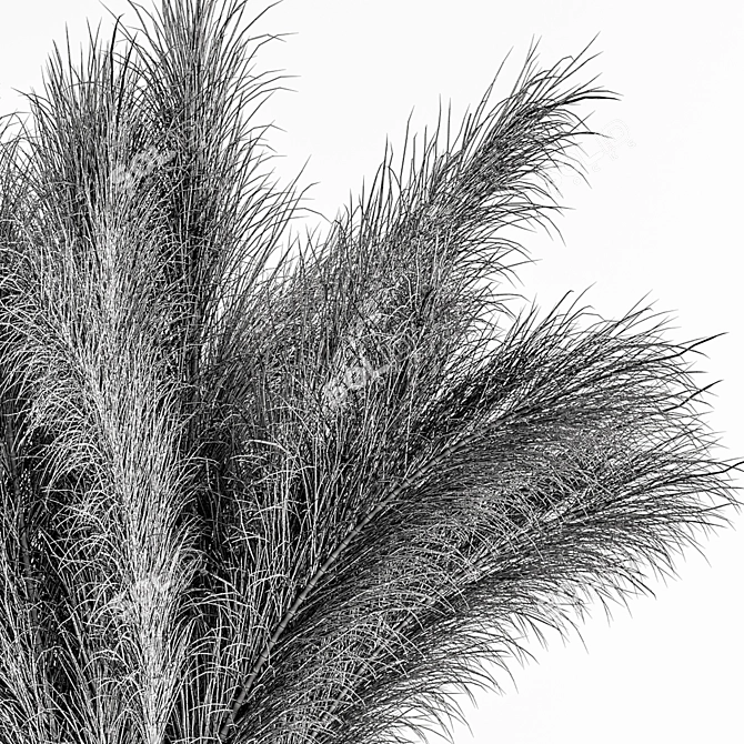 Natural Pampas Grass Bundle Set 3D model image 6