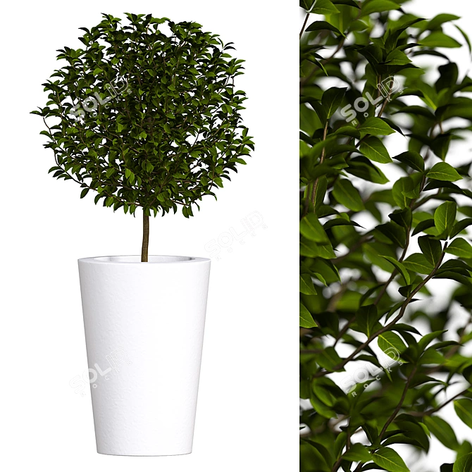 Boxwood in a Pot: 2017 Version 3D model image 1