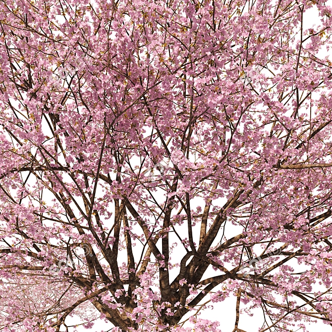 Spring Cerasus Tree: Pink Blossom Beauty 3D model image 2