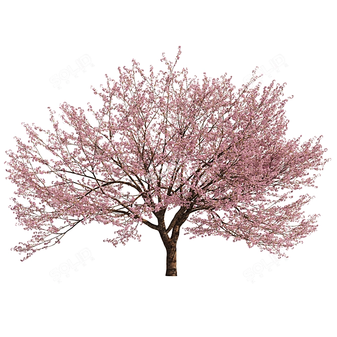 Spring Cerasus Tree: Pink Blossom Beauty 3D model image 4