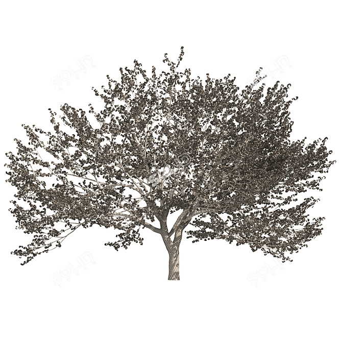 Spring Cerasus Tree: Pink Blossom Beauty 3D model image 6