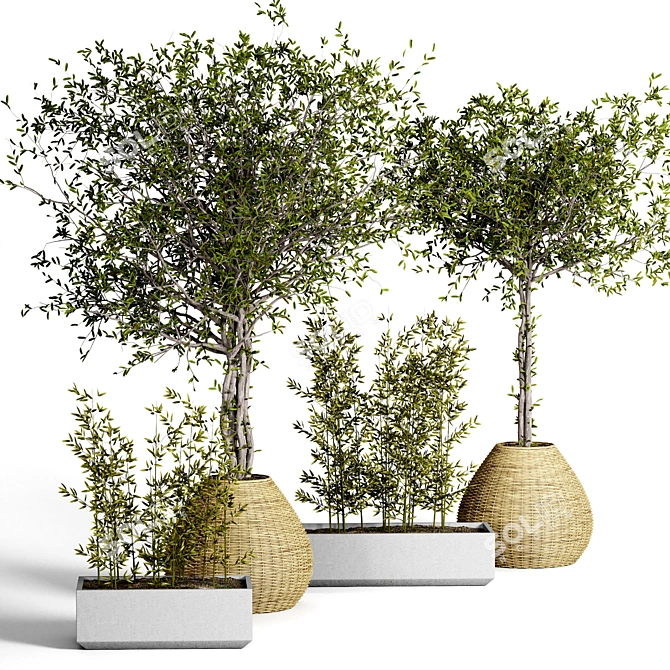 Indoor Plant Collection - Set of 50 3D model image 1