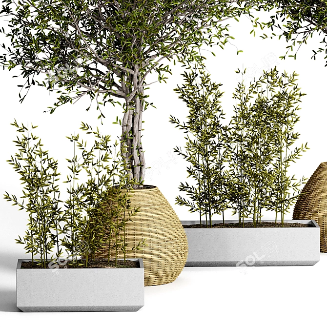 Indoor Plant Collection - Set of 50 3D model image 2