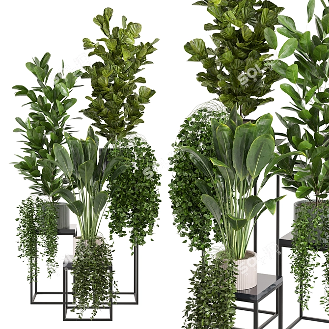 Tropical Indoor Plants Collection 3D model image 1