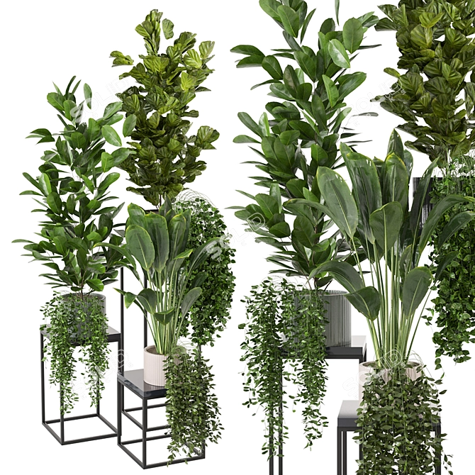 Tropical Indoor Plants Collection 3D model image 2