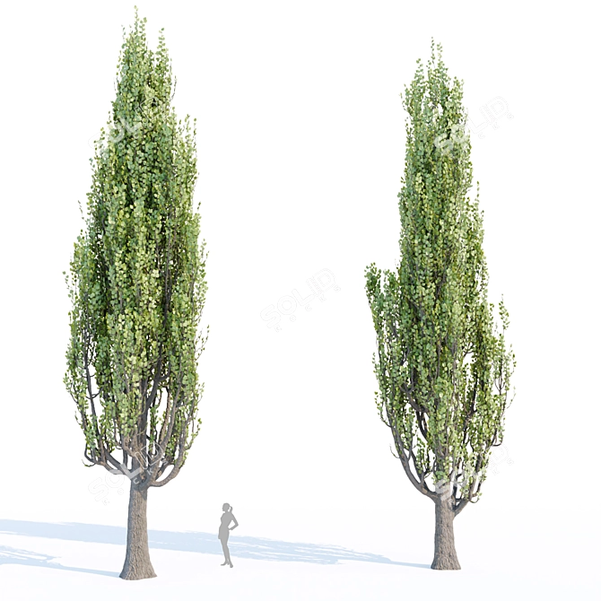 Poplar Tree Collection Vol 76: Tall and Realistic Models 3D model image 2