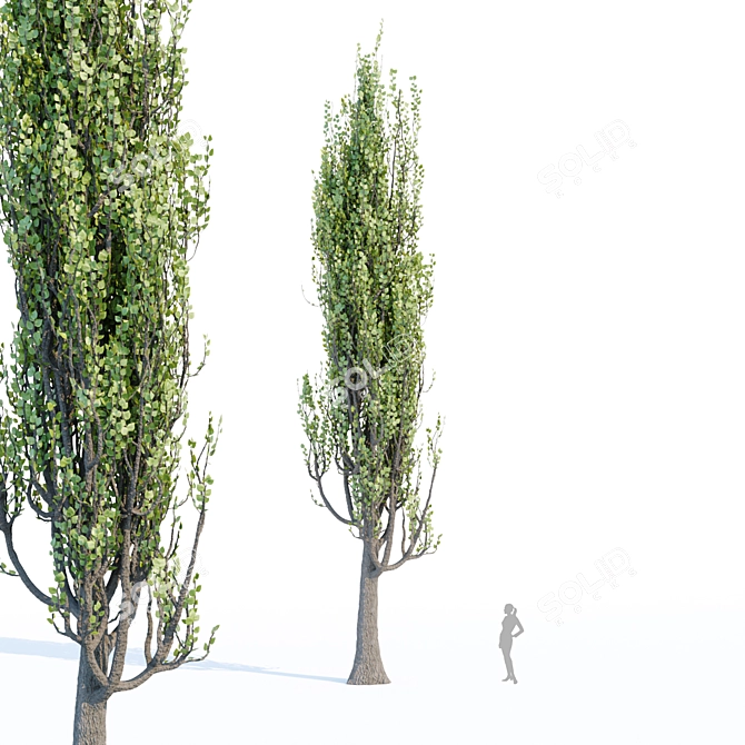 Poplar Tree Collection Vol 76: Tall and Realistic Models 3D model image 3