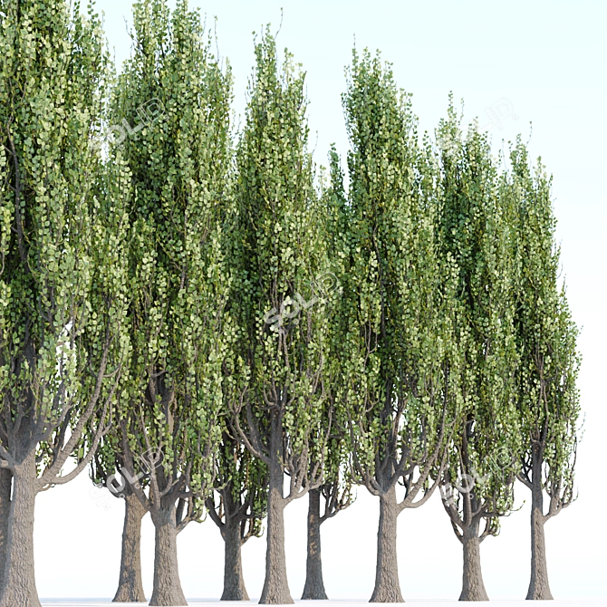 Poplar Tree Collection Vol 76: Tall and Realistic Models 3D model image 4