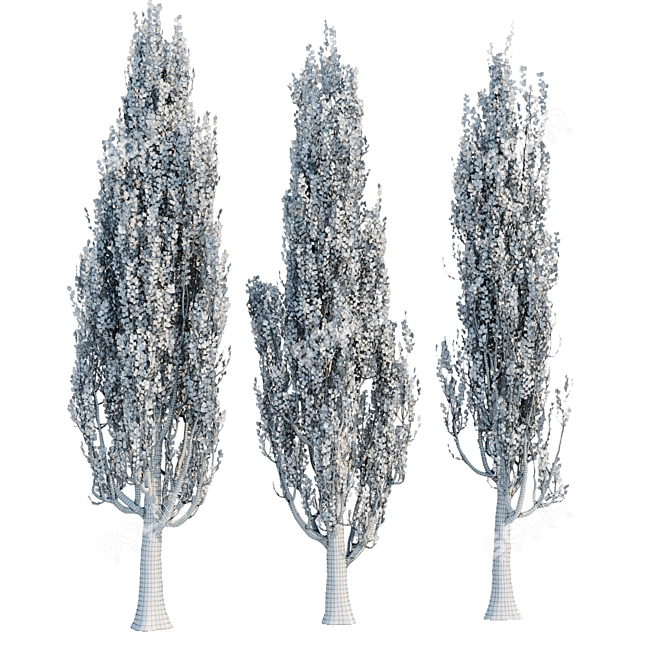 Poplar Tree Collection Vol 76: Tall and Realistic Models 3D model image 5