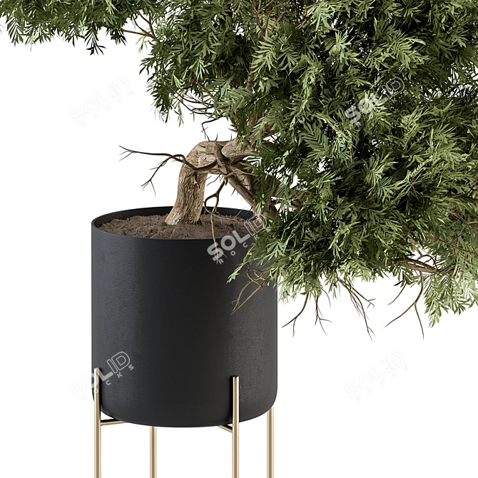 Indoor Tree Set in Black Pot 3D model image 2