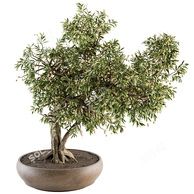 Zen Bonsai: Indoor Plant Set 3D model image 1