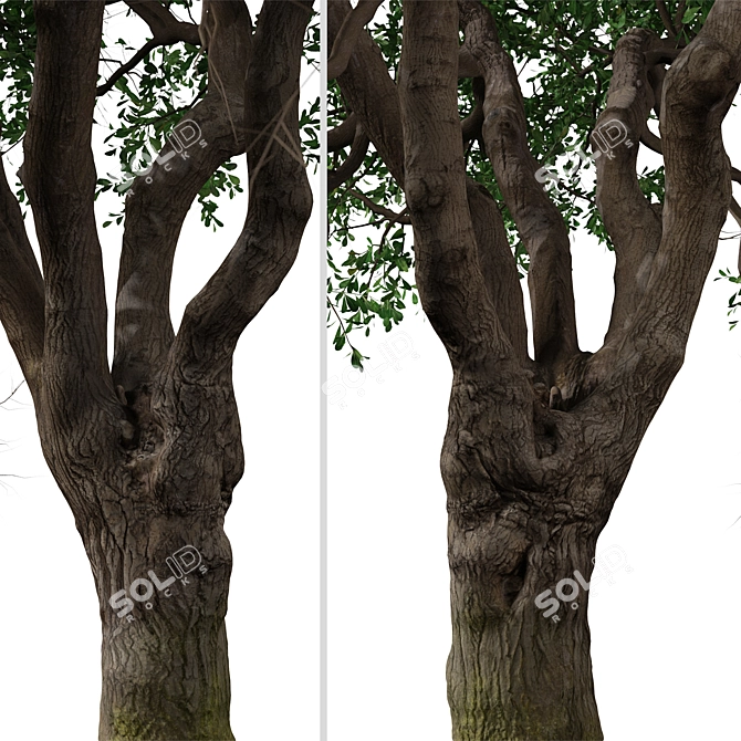 Black Olive Tree Set: Enchant Your Space 3D model image 2