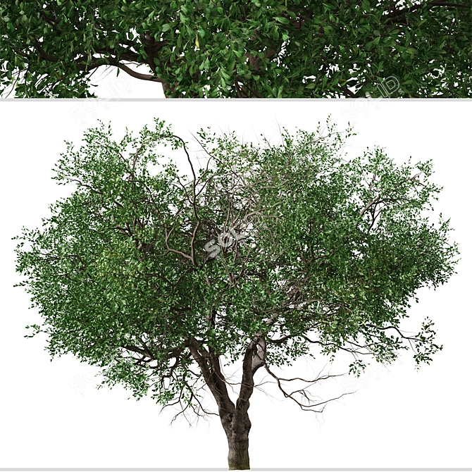Black Olive Tree Set: Enchant Your Space 3D model image 3