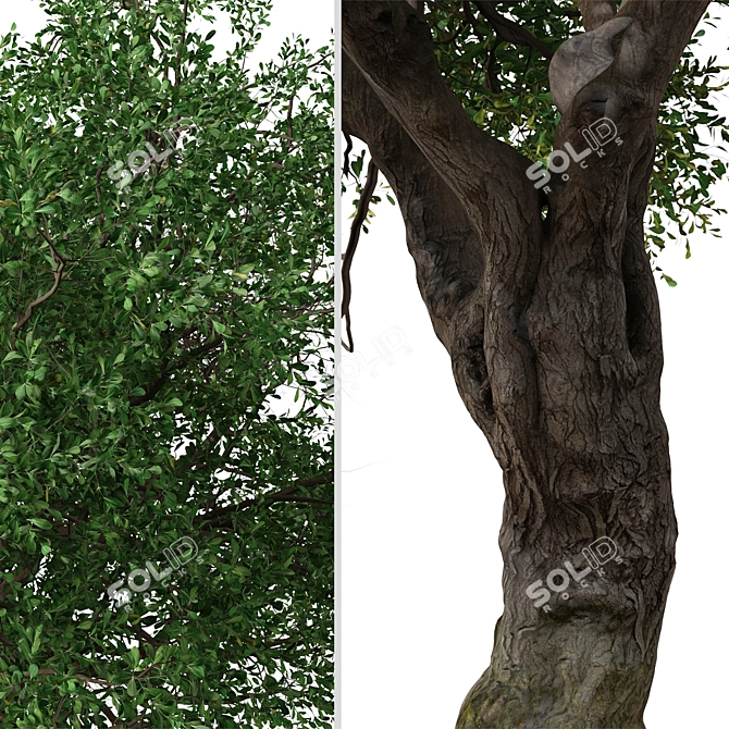 Black Olive Tree Set: Enchant Your Space 3D model image 5