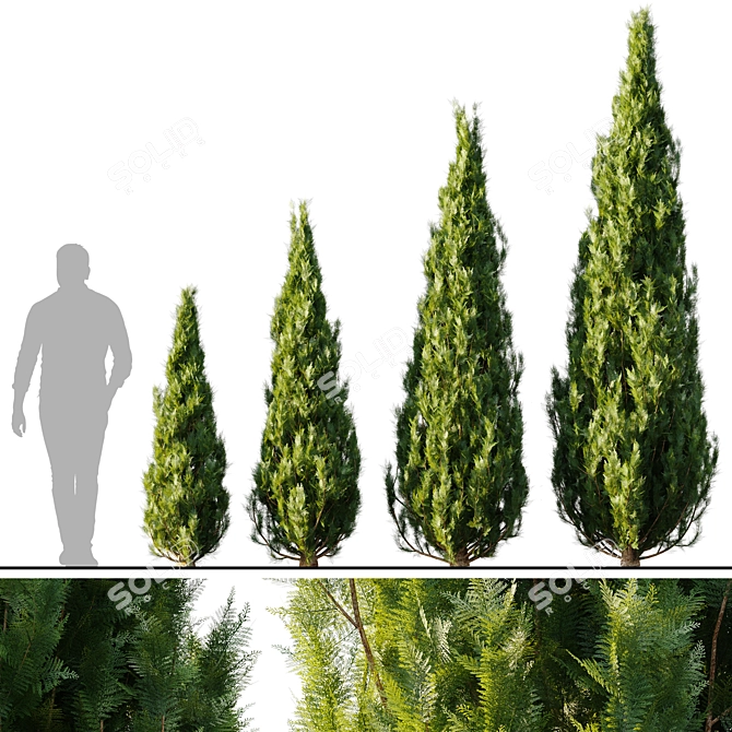 Exquisite Thuja 2015: V-Ray/Corona 3D model image 1