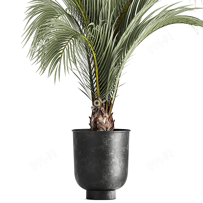 Areca Palm: Decorative Indoor Exotic 3D model image 2