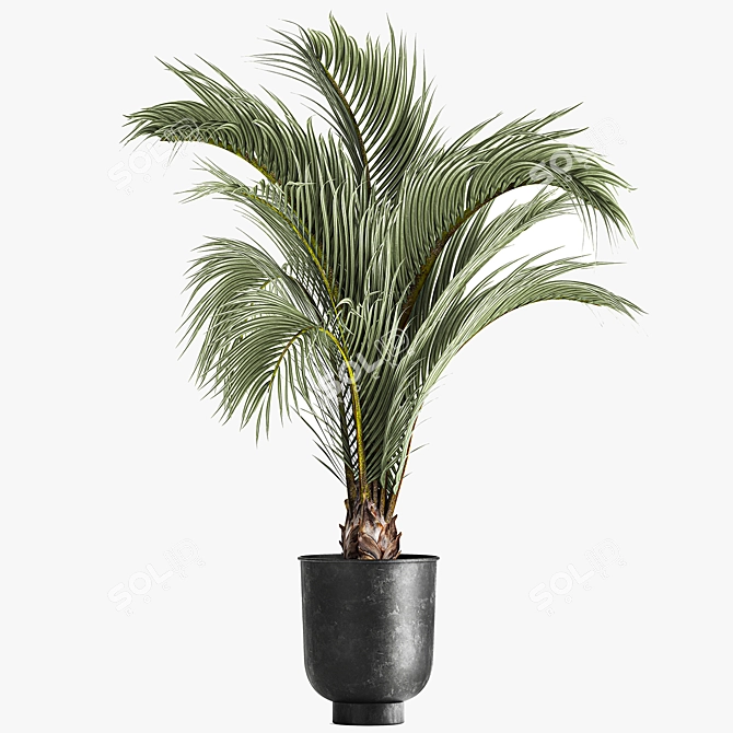 Areca Palm: Decorative Indoor Exotic 3D model image 5