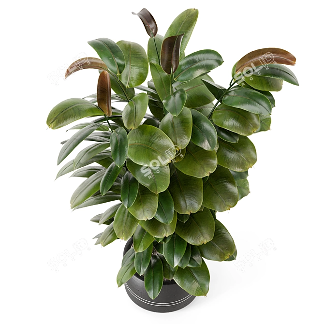 Rusty Concrete Pot Indoor Plants 3D model image 6