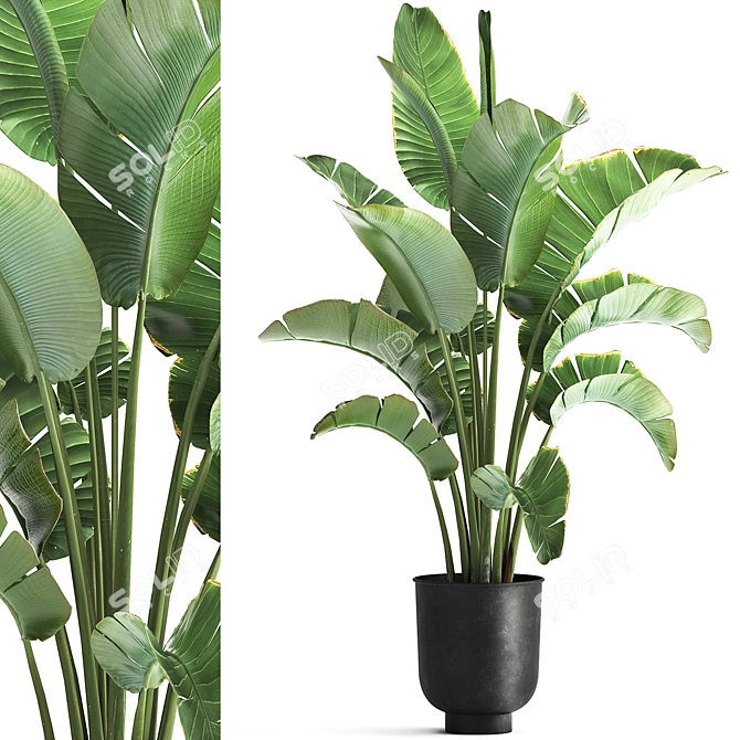 Tropical Plant Collection: Ravenala, Strelitzia, Banana Palm 3D model image 1