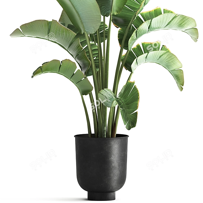 Tropical Plant Collection: Ravenala, Strelitzia, Banana Palm 3D model image 3