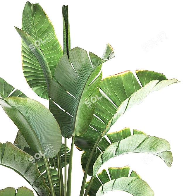 Tropical Plant Collection: Ravenala, Strelitzia, Banana Palm 3D model image 4