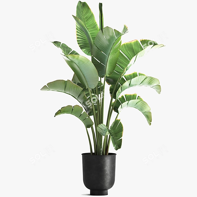 Tropical Plant Collection: Ravenala, Strelitzia, Banana Palm 3D model image 5