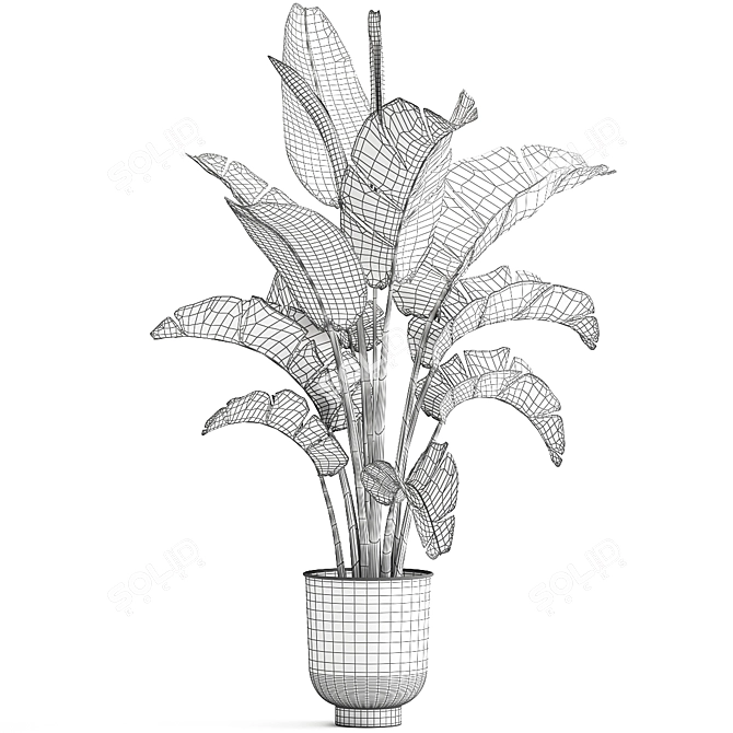 Tropical Plant Collection: Ravenala, Strelitzia, Banana Palm 3D model image 6