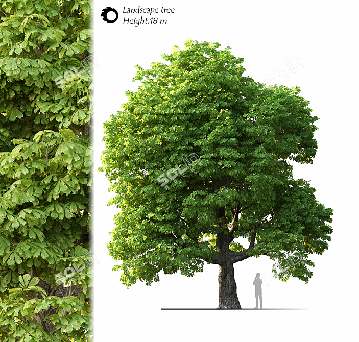 Evergreen Landscape Tree 3D model image 1