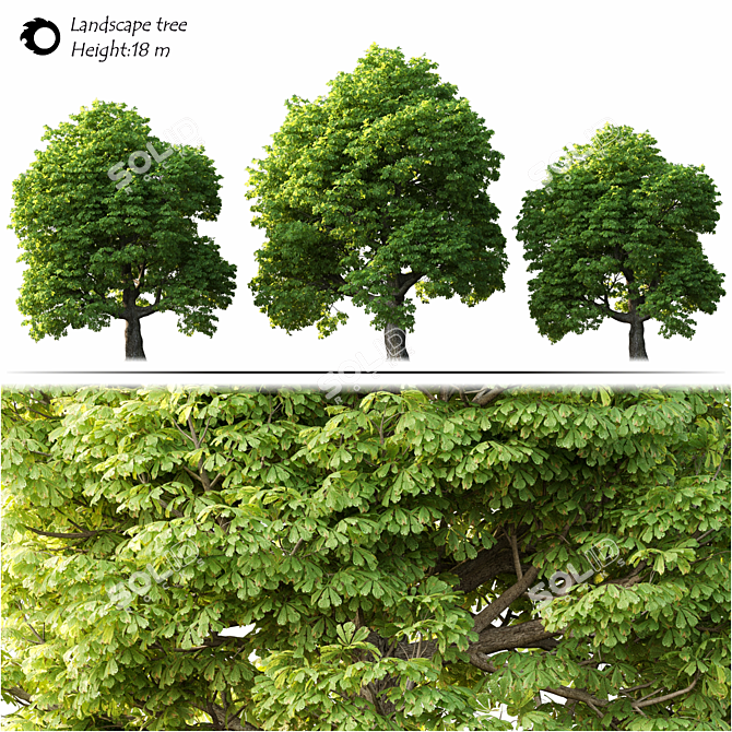 Evergreen Landscape Tree 3D model image 2