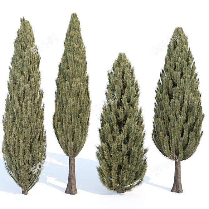 Evergreen Juniper Collection: Vol 78 3D model image 1