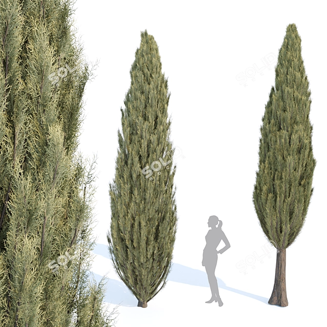 Evergreen Juniper Collection: Vol 78 3D model image 2