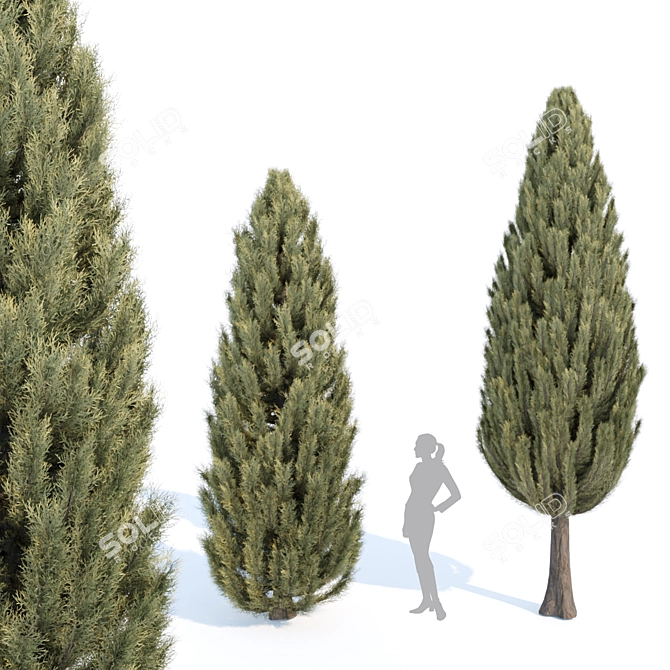 Evergreen Juniper Collection: Vol 78 3D model image 3