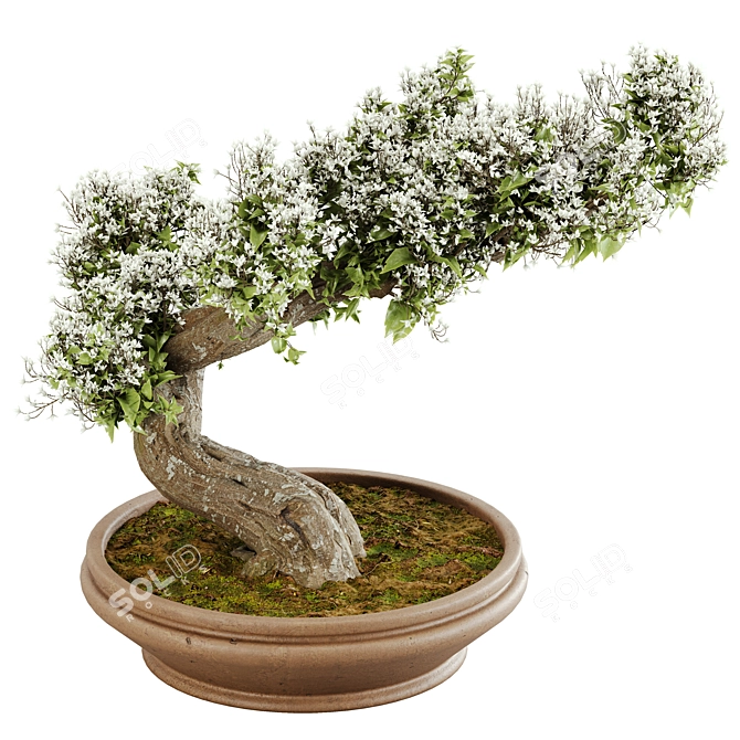  Exquisite Bonsai Tree - 2015 Edition 3D model image 2