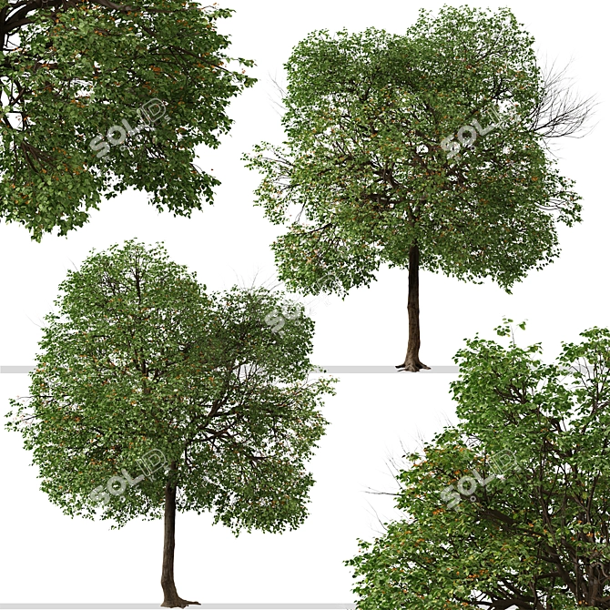 Tropical Geiger Tree Duo: Cordia sebestena Set 3D model image 2