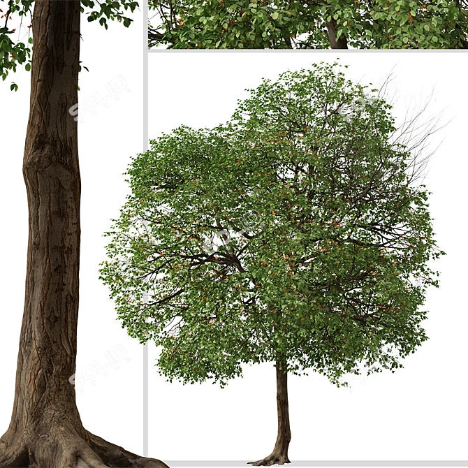 Tropical Geiger Tree Duo: Cordia sebestena Set 3D model image 3