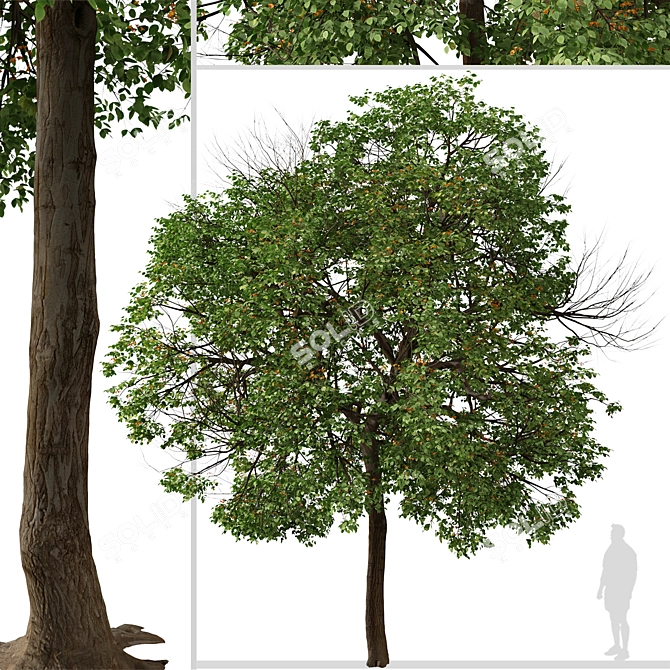 Tropical Geiger Tree Duo: Cordia sebestena Set 3D model image 4