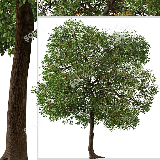 Tropical Geiger Tree Duo: Cordia sebestena Set 3D model image 5