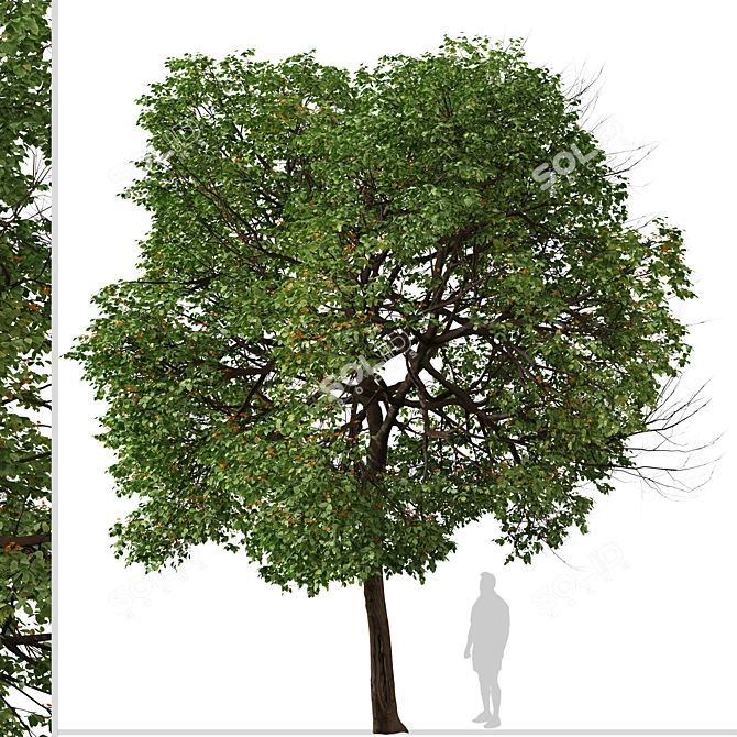 Tropical Geiger Tree Duo: Cordia sebestena Set 3D model image 6